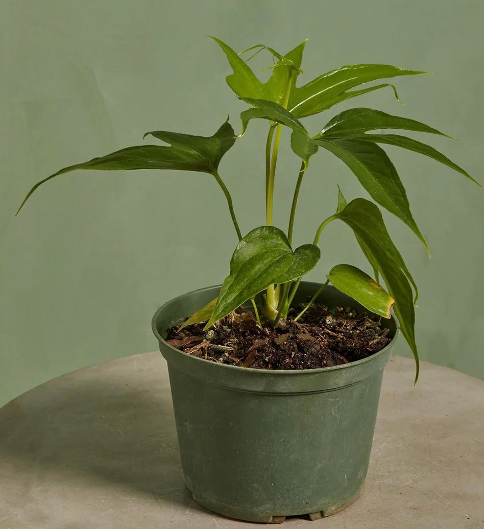 Anthurium Fingers