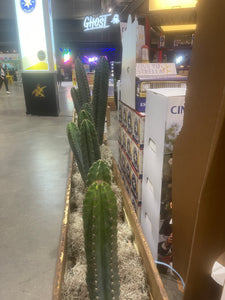 Cactus Rental