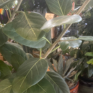 Ficus Audrey