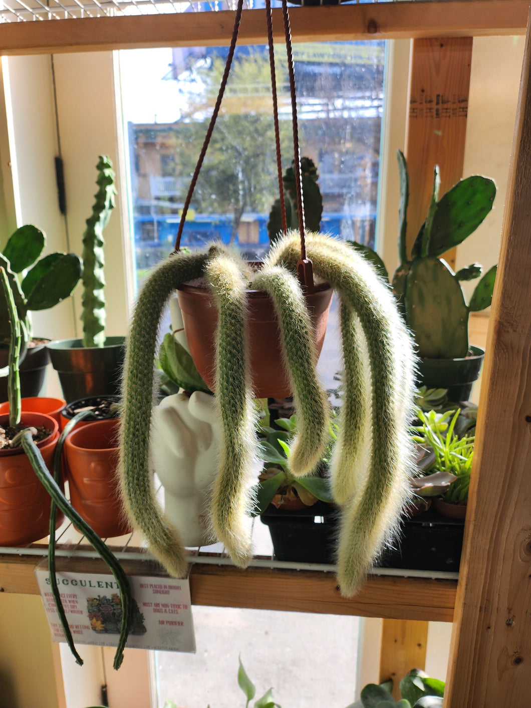 Monkey tail Cactus