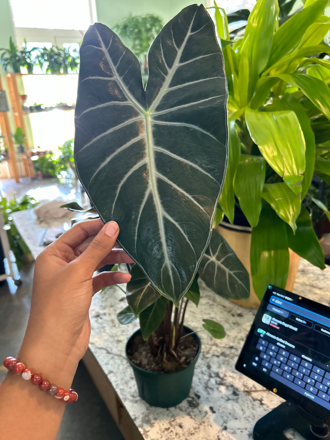 Alocasia Ebony