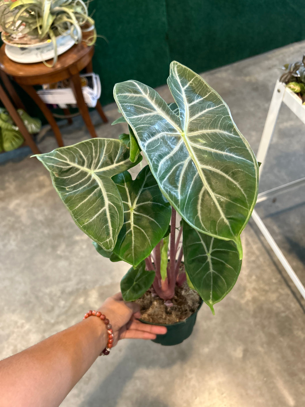 Alocasia Ivory Coast