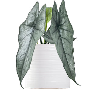 Alocasia Dragon’s Breath