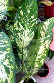 Dieffenbachia - Puerto rico