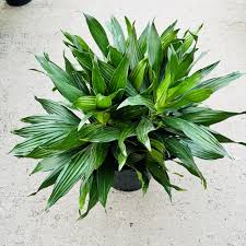 Dracena Green Jewel