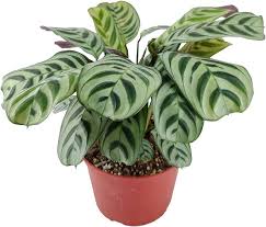 Burle Marx Calathea