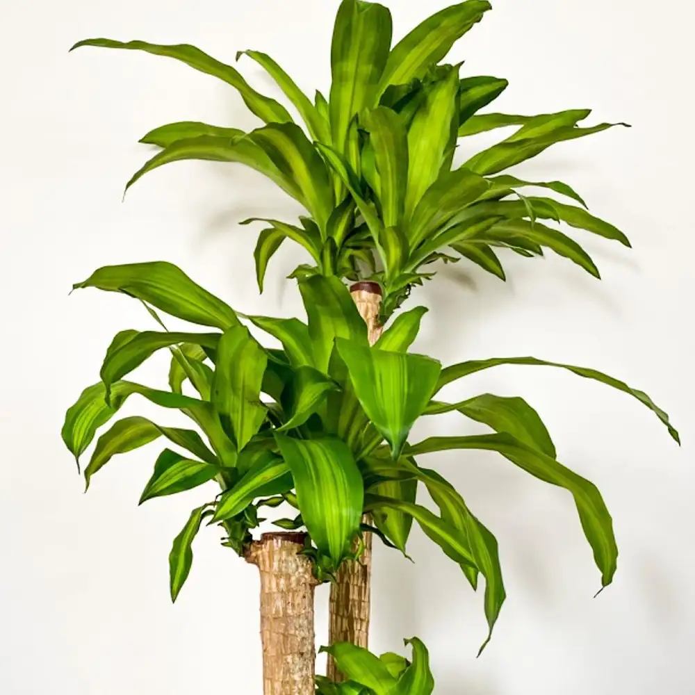 Mass Cane Dracena