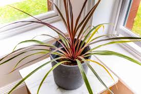 Cordyline