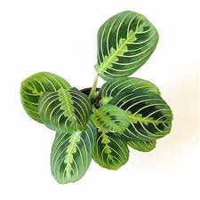 Calathea Green Maranta Fishbone