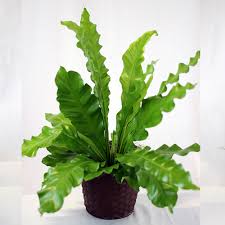 Birds Nest Fern