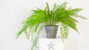 Asparagus Fern