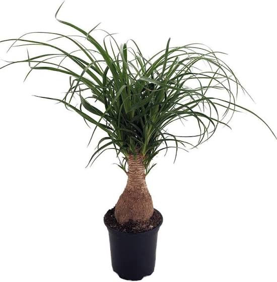 Ponytail Palm